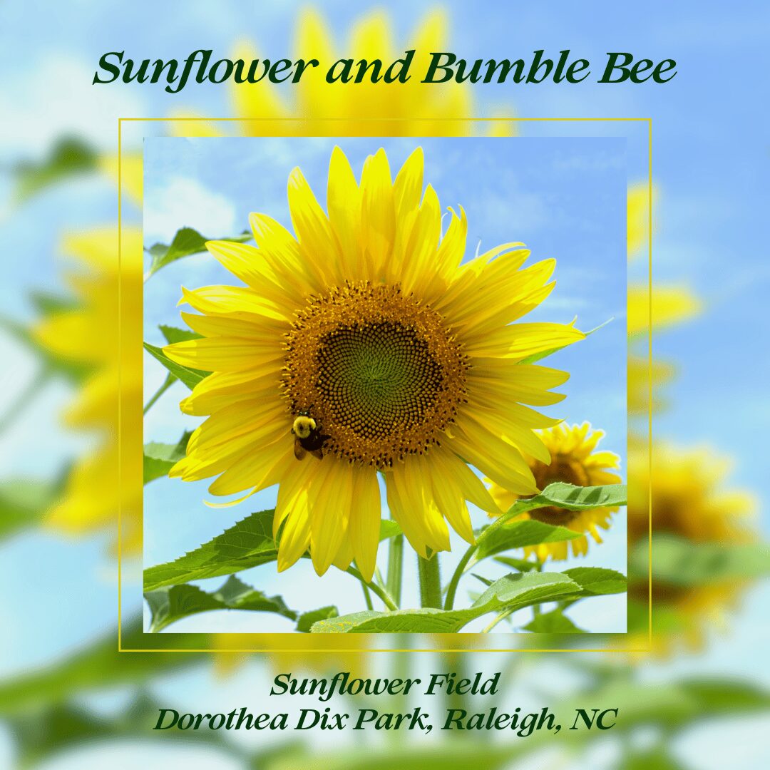 a sunflower with a bumble bee set against a cerulean blue sky