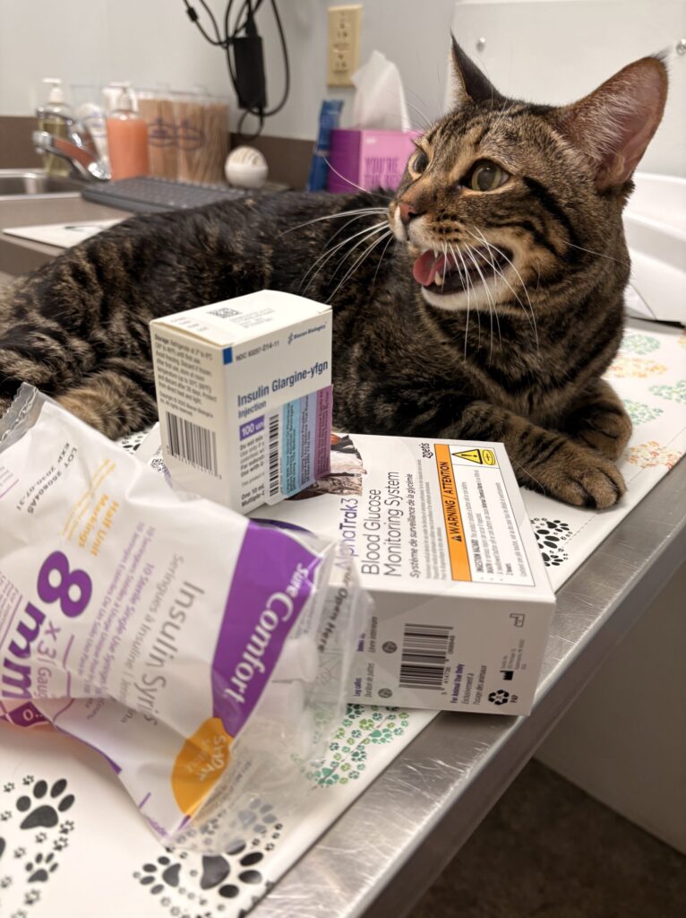 Charlie en el veterinario con todo su equipo para diabéticos para que pudiera aprender a usar todas estas cosas.