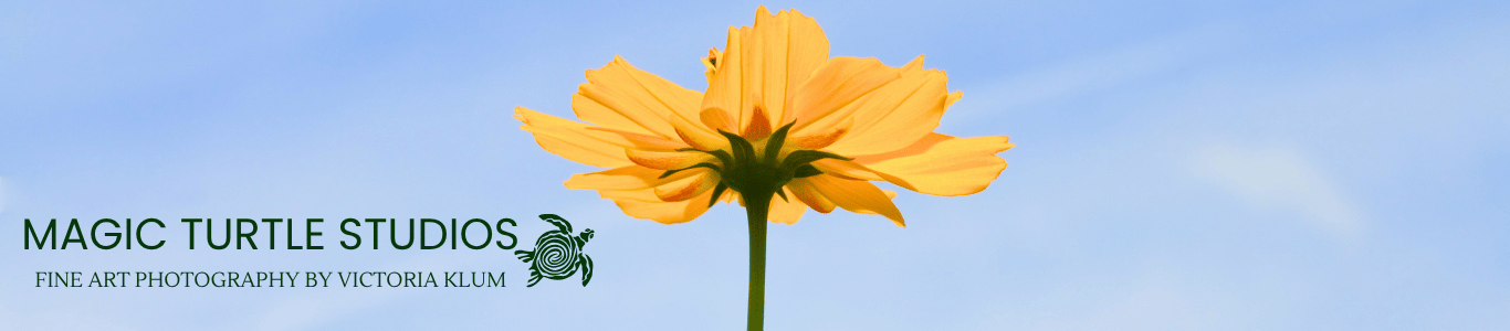 Flower background header image for website-2